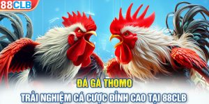 Đá Gà Thomo - Trải Nghiệm Cá Cược Đỉnh Cao Tại 88CLB