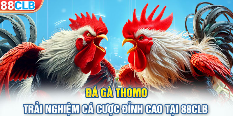 Đá Gà Thomo - Trải Nghiệm Cá Cược Đỉnh Cao Tại 88CLB