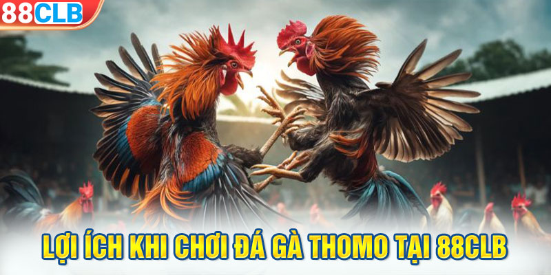 Lợi ích khi chơi đá gà Thomo tại 88CLB