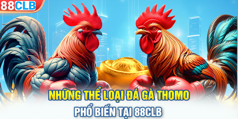 Những thể loại đá gà Thomo phổ biến tại 88CLB