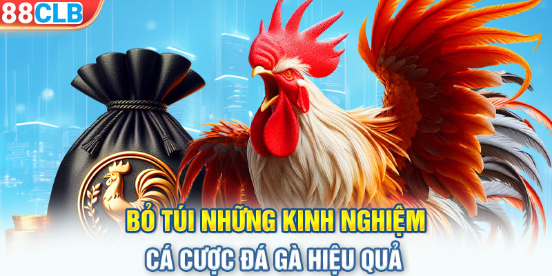 Bỏ túi những kinh nghiệm cá cược đá gà hiệu quả 