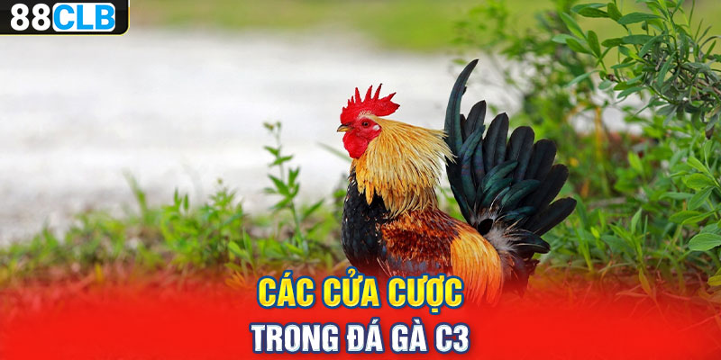 Các cửa cược trong đá gà c3