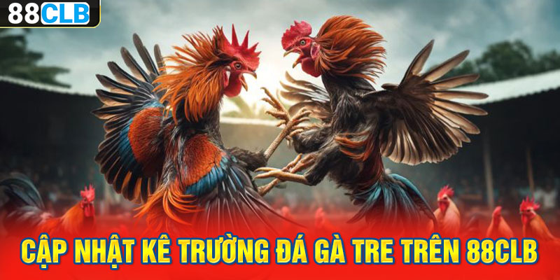 Cập nhật kê trường đá gà tre trên 88CLB