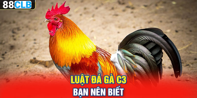 Luật đá gà C3 bạn nên biết