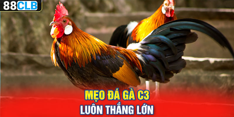 Mẹo đá gà C3 luôn thắng lớn