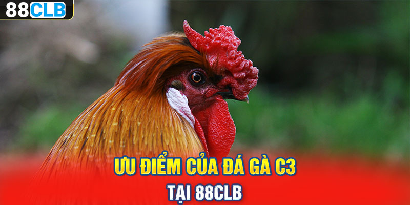 Ưu điểm của đá gà C3 tại 88CLB